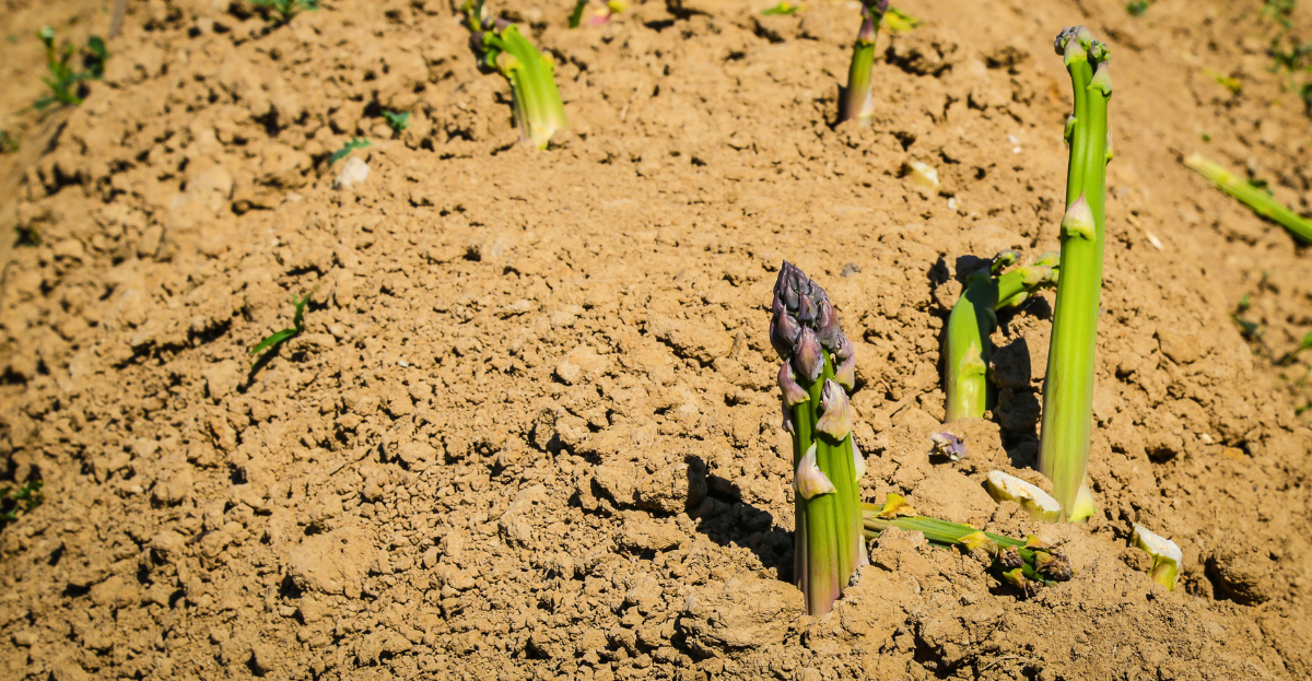 Asparagus growing